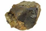 Partially Rooted Ceratopsid (Chasmosaurus) Tooth - Montana #113679-1